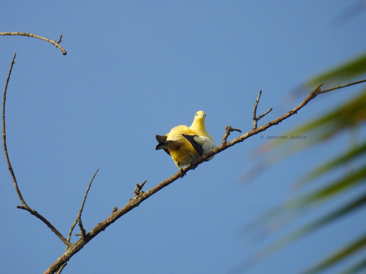 Pied Imperial-Pigeon - ML623257407