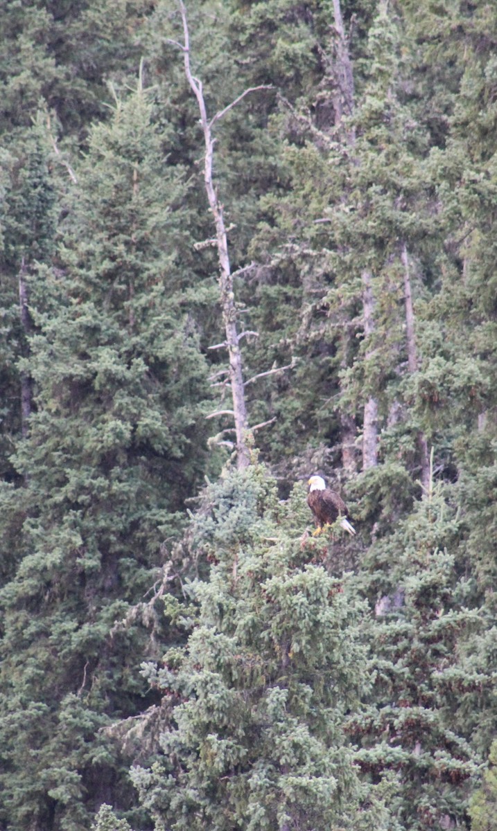 Bald Eagle - ML623257440