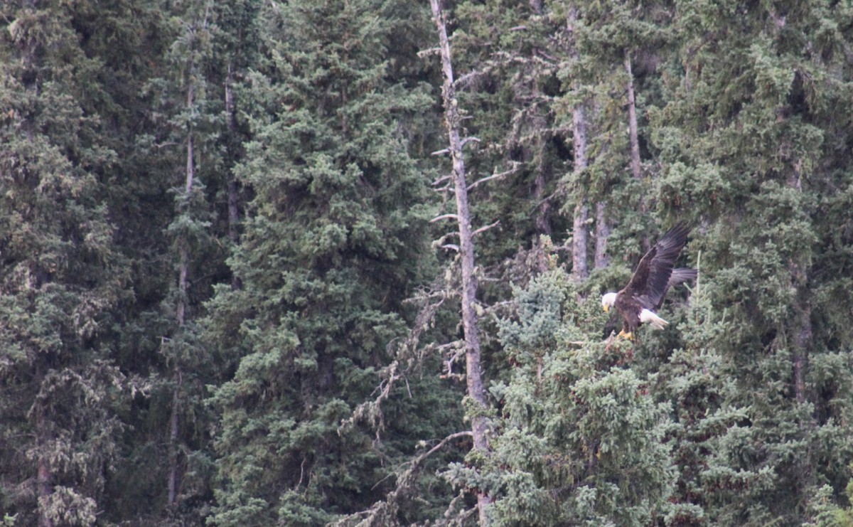 Bald Eagle - ML623257442
