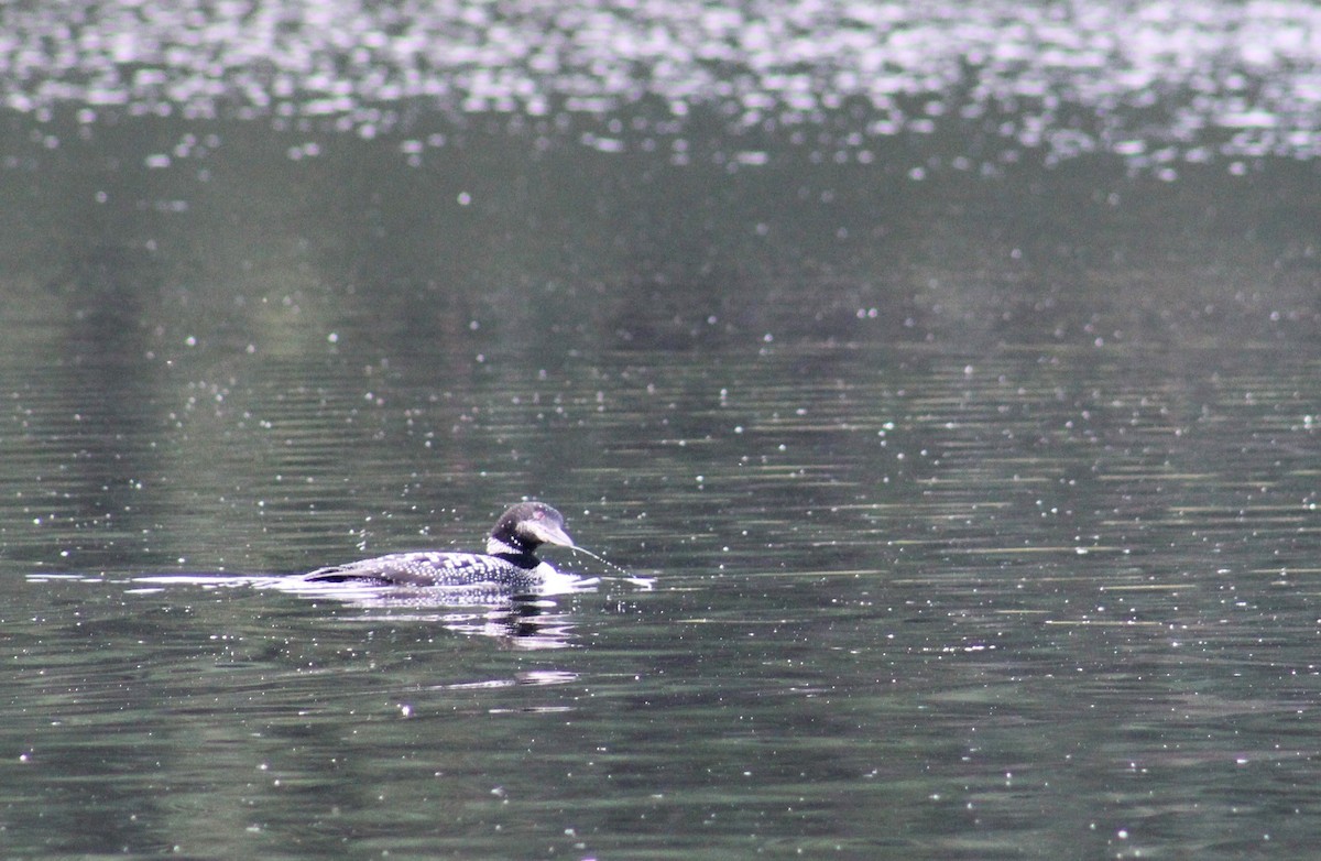 Common Loon - ML623257465