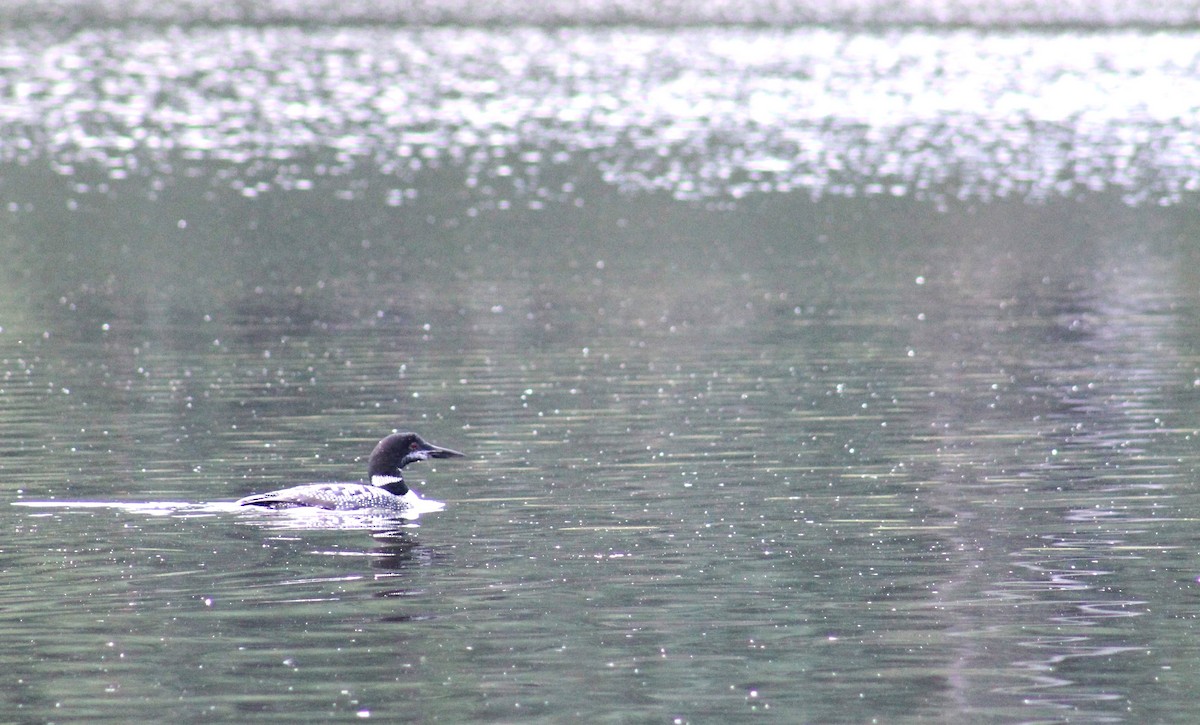 Common Loon - ML623257466