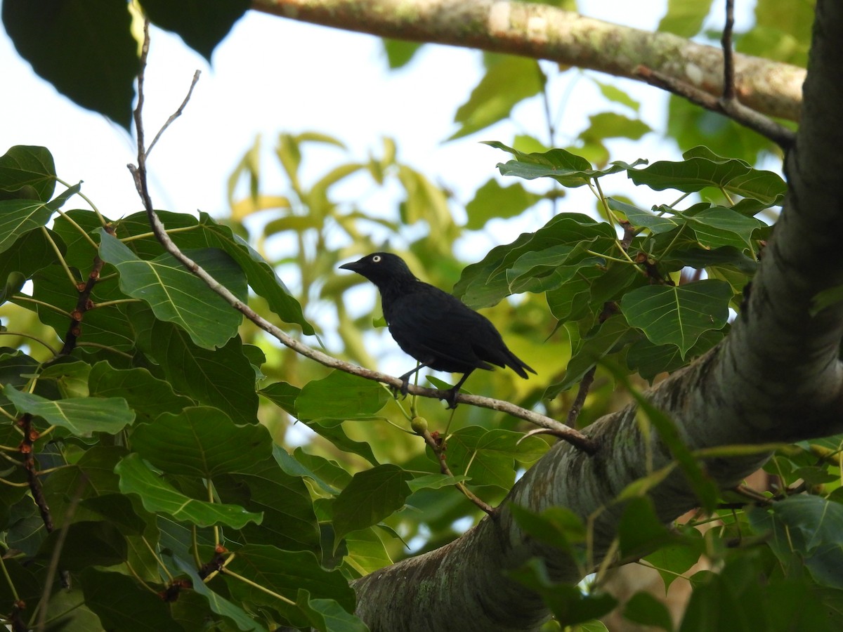 Asian Glossy Starling - ML623257525