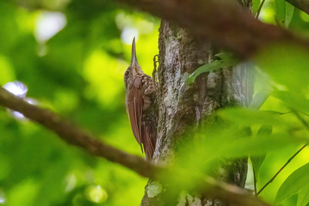 Ivory-billed Woodcreeper - Sandy & Bob Sipe