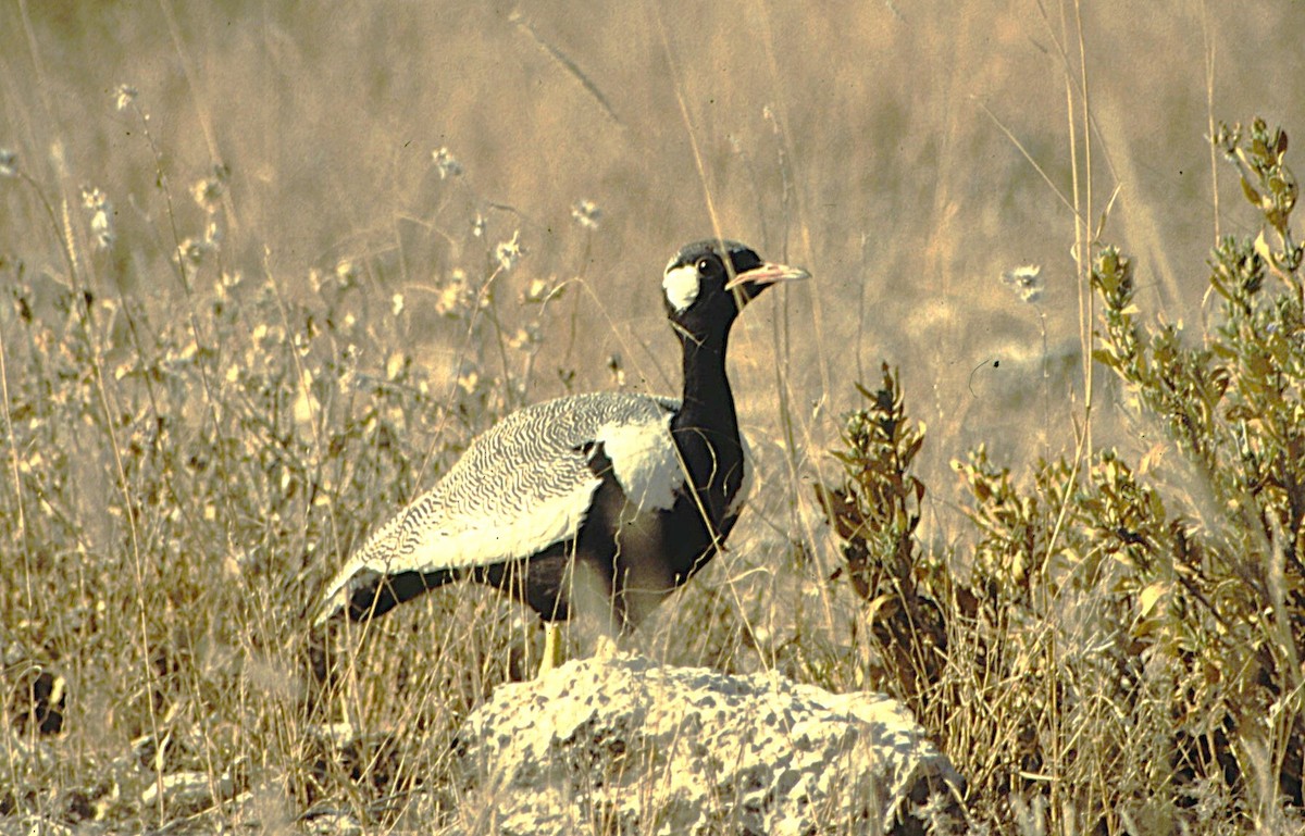 White-quilled Bustard - ML623257602