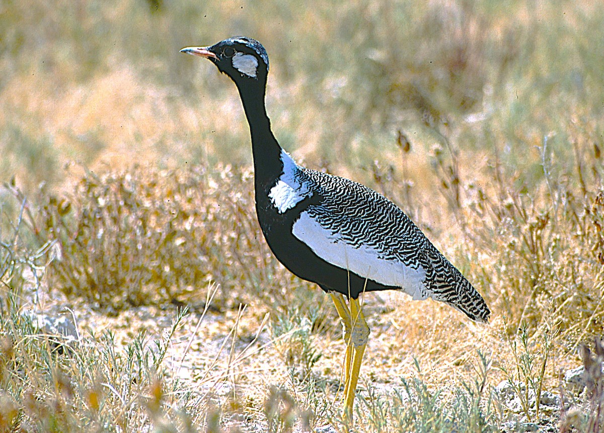 White-quilled Bustard - ML623257603