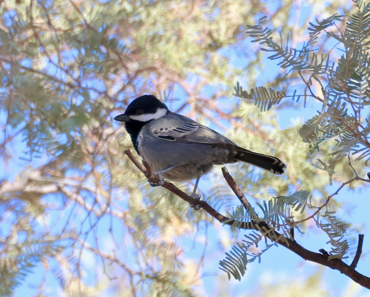 Ashy Tit - ML623257679