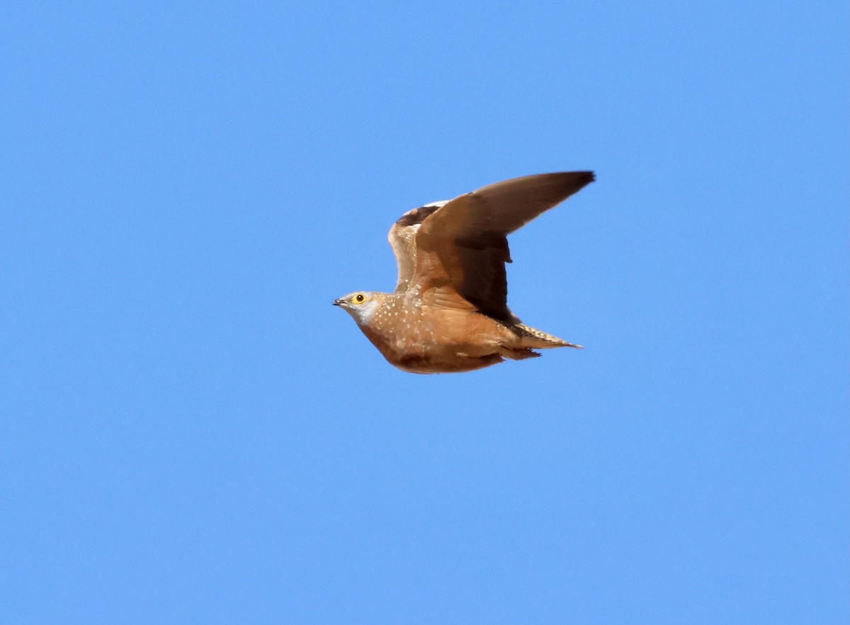 Burchell's Sandgrouse - Adam Dudley