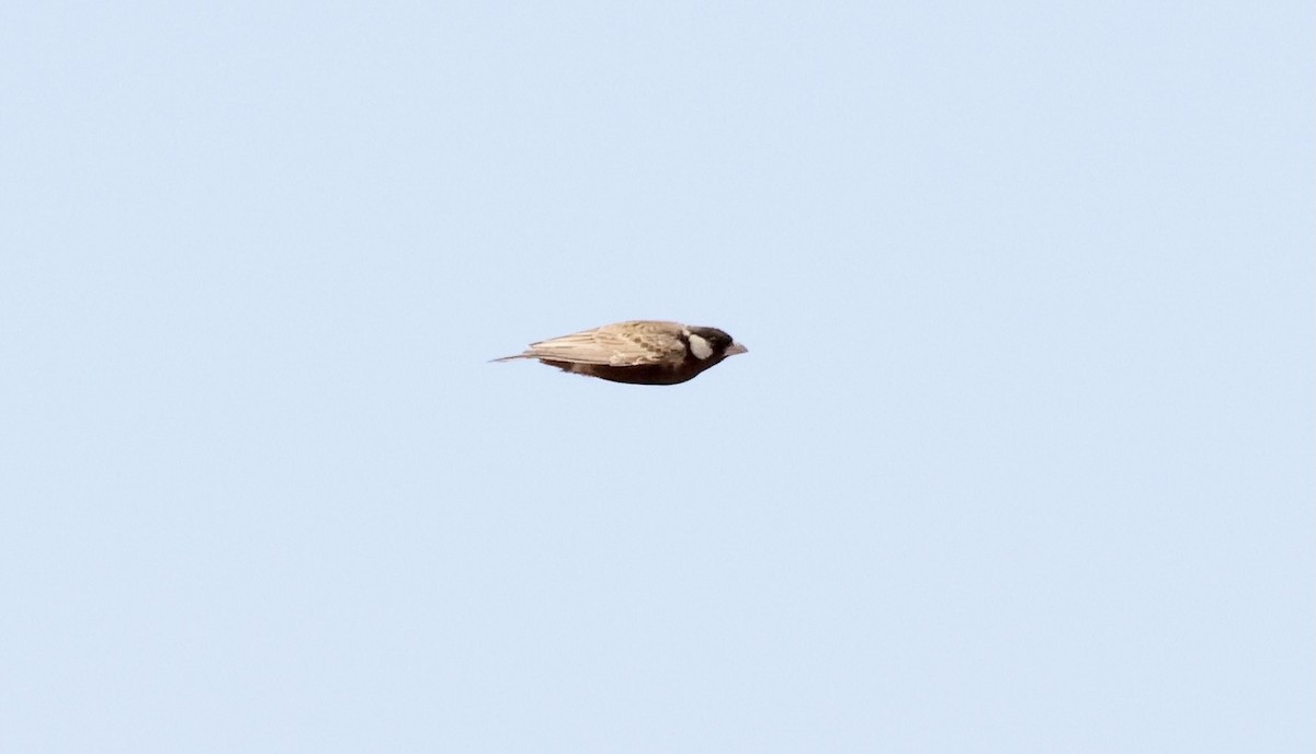 Gray-backed Sparrow-Lark - ML623257695