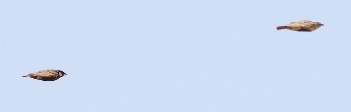 Gray-backed Sparrow-Lark - ML623257696