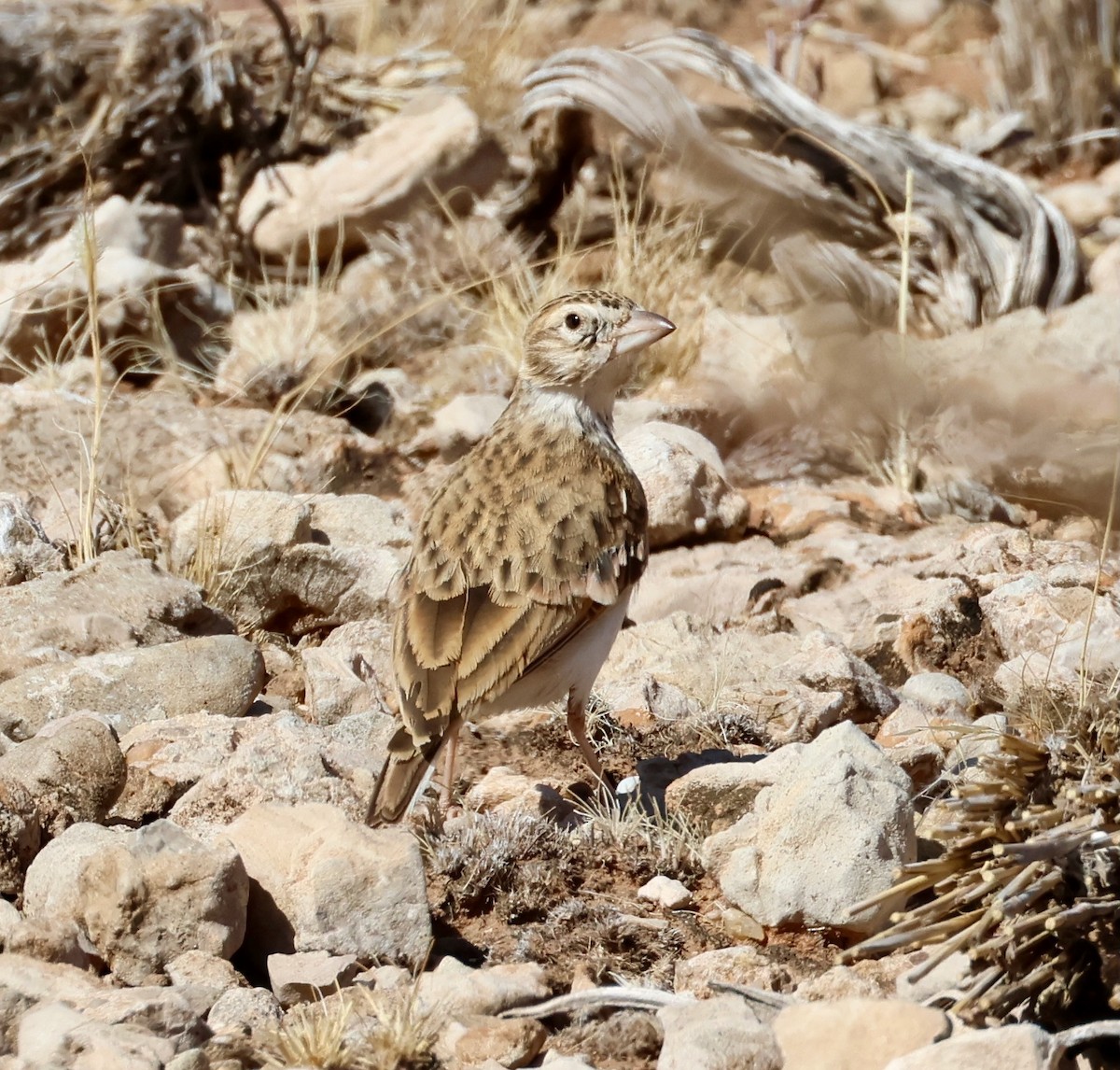 Stark's Lark - ML623257732