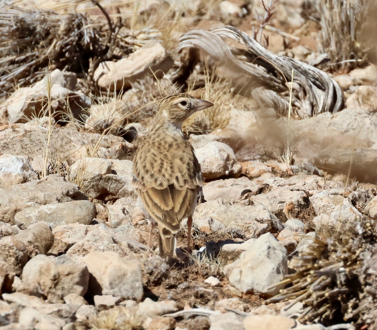 Stark's Lark - ML623257733