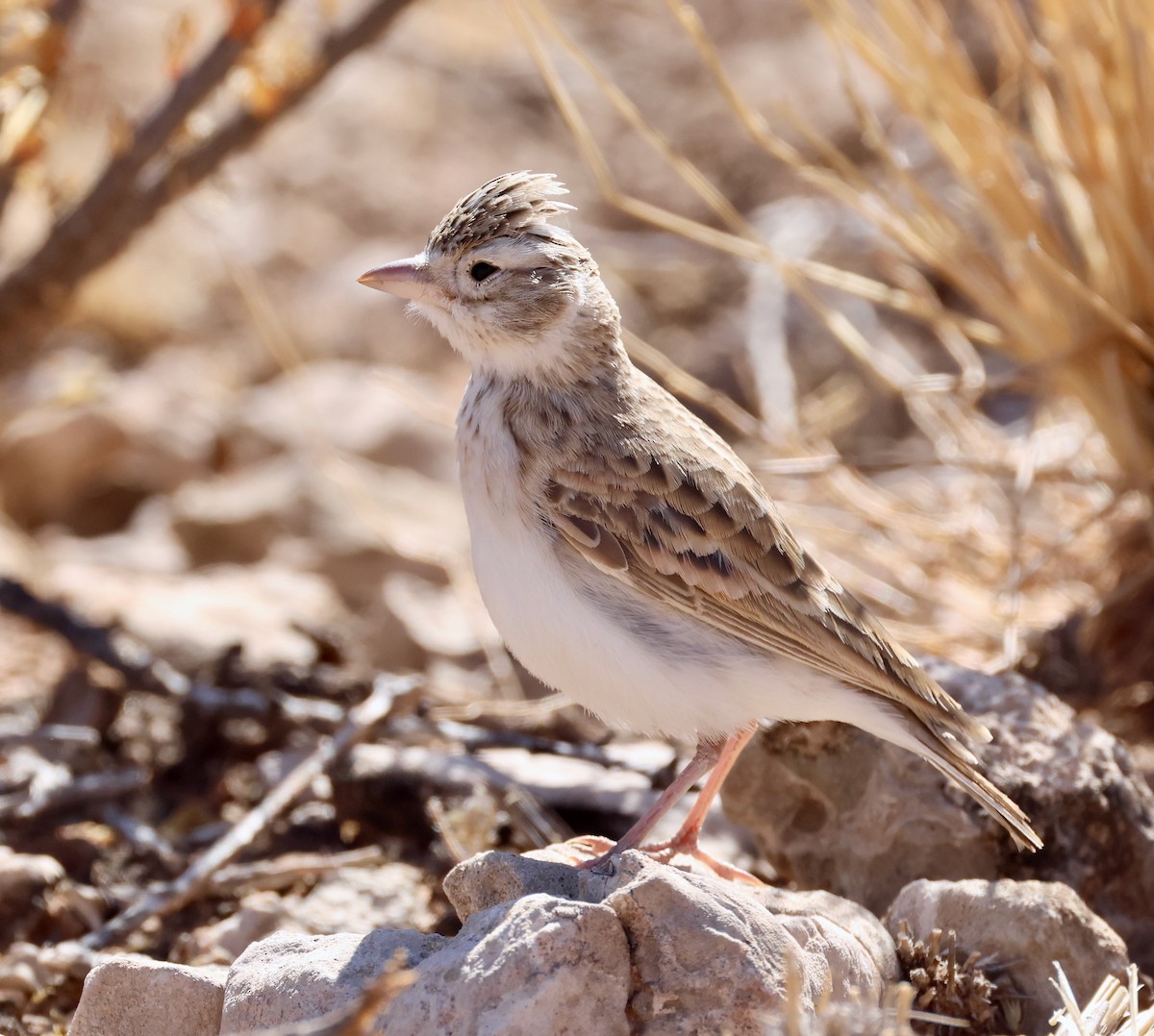 Stark's Lark - ML623257734