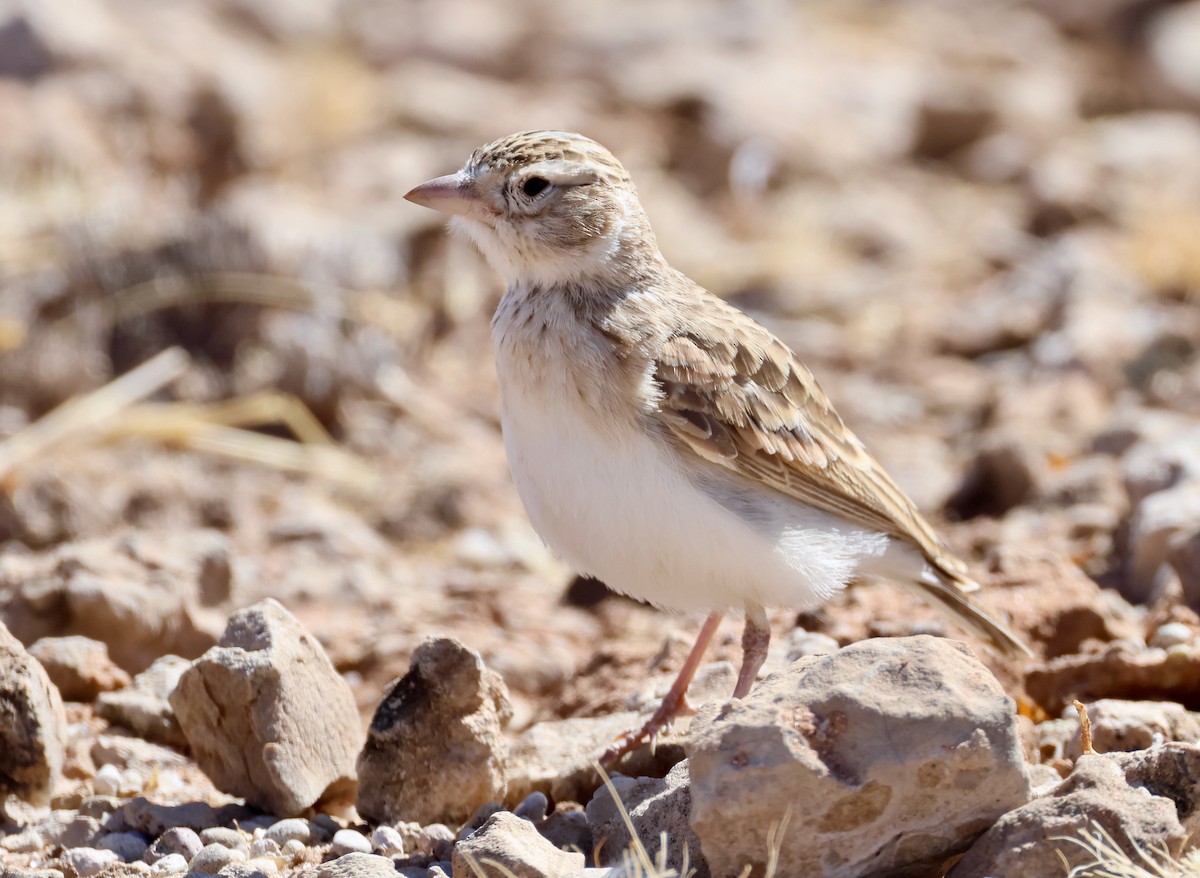 Stark's Lark - ML623257735