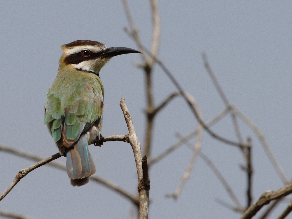 White-throated Bee-eater - ML623257746