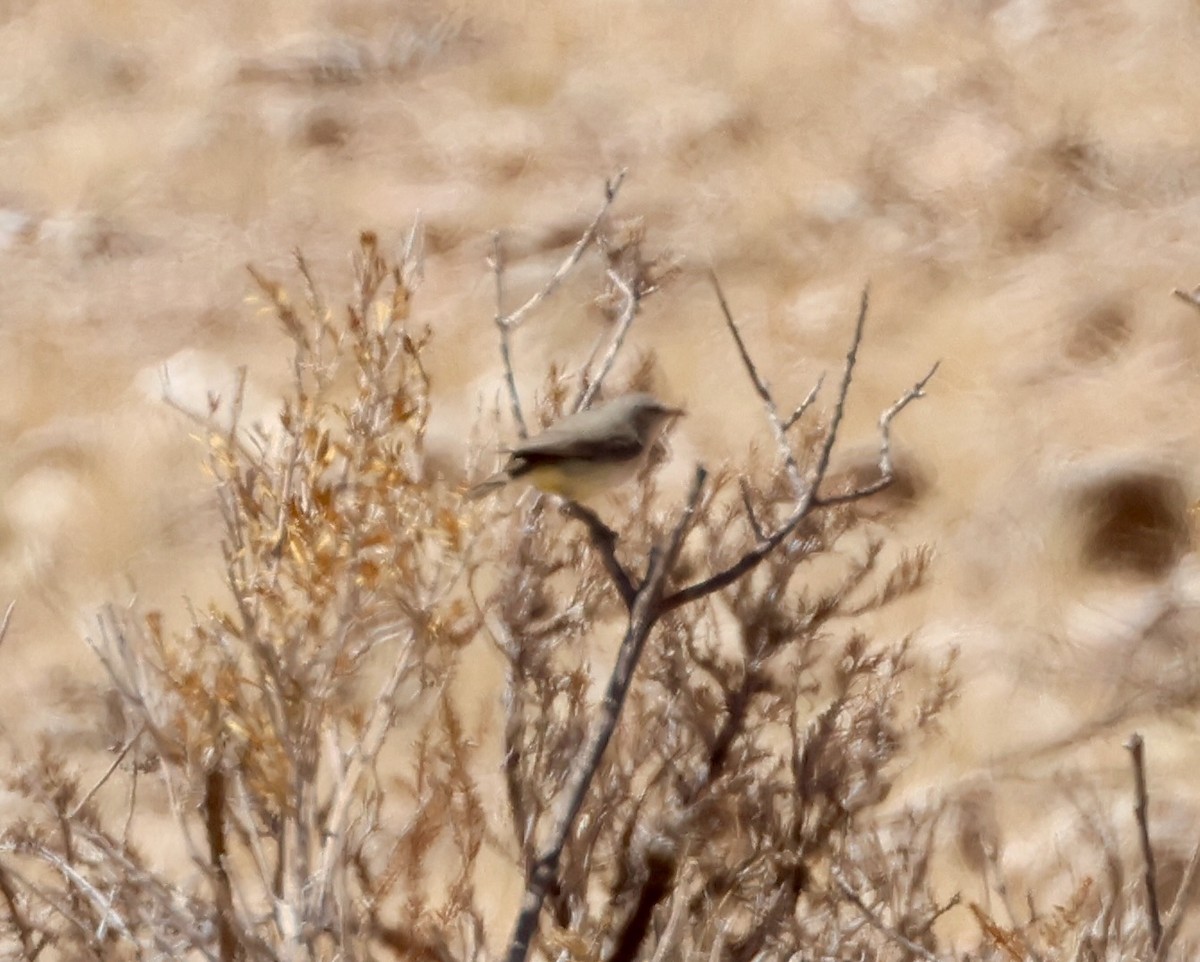 Yellow-bellied Eremomela - ML623257751