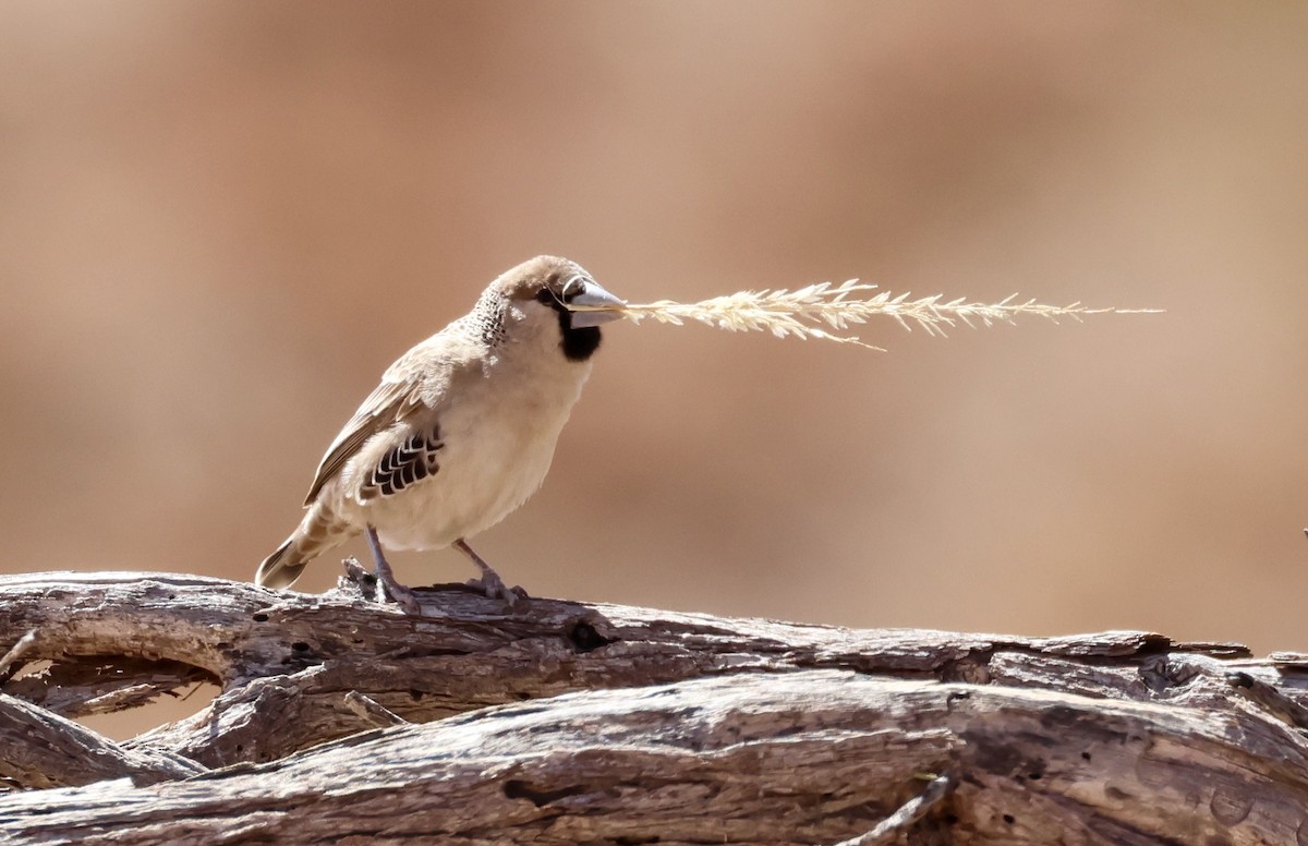 Sociable Weaver - Adam Dudley