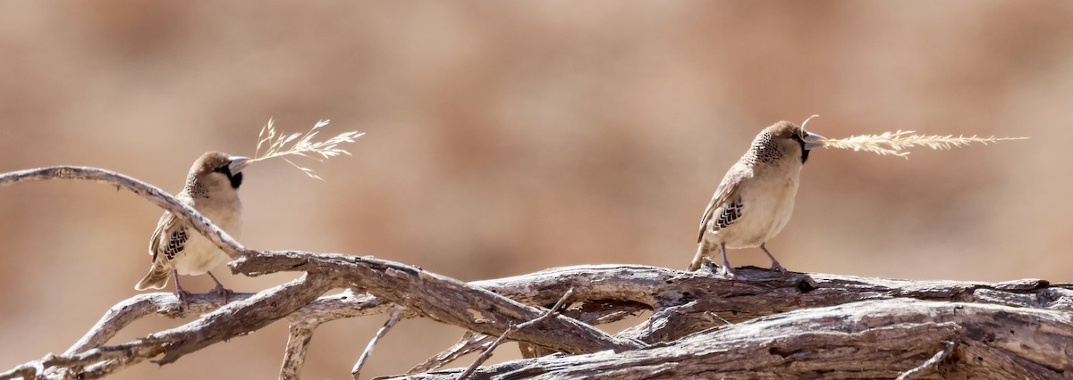 Sociable Weaver - ML623257767