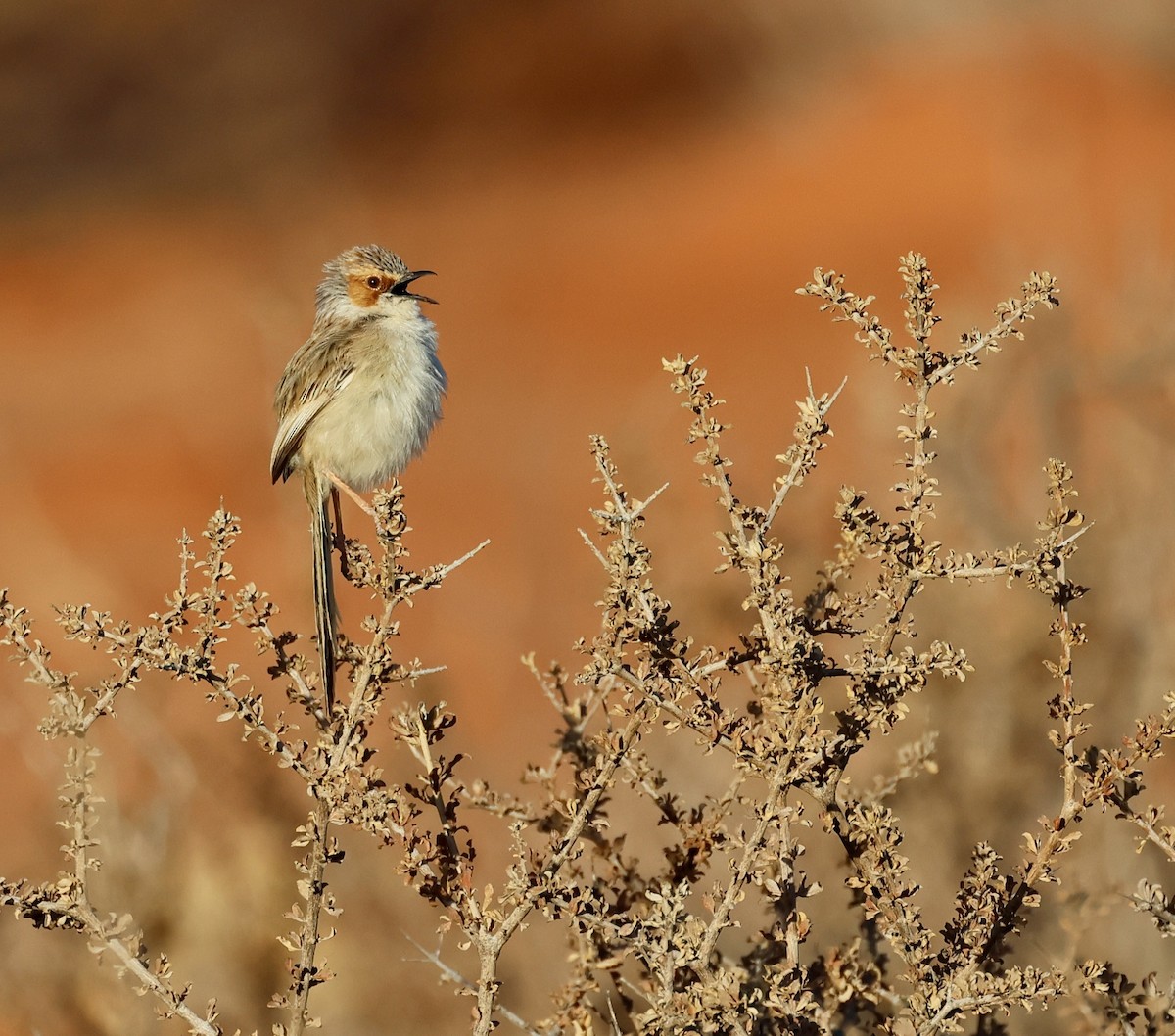 Rufous-eared Warbler - ML623257771
