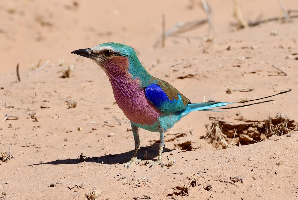 Lilac-breasted Roller - ML623257774