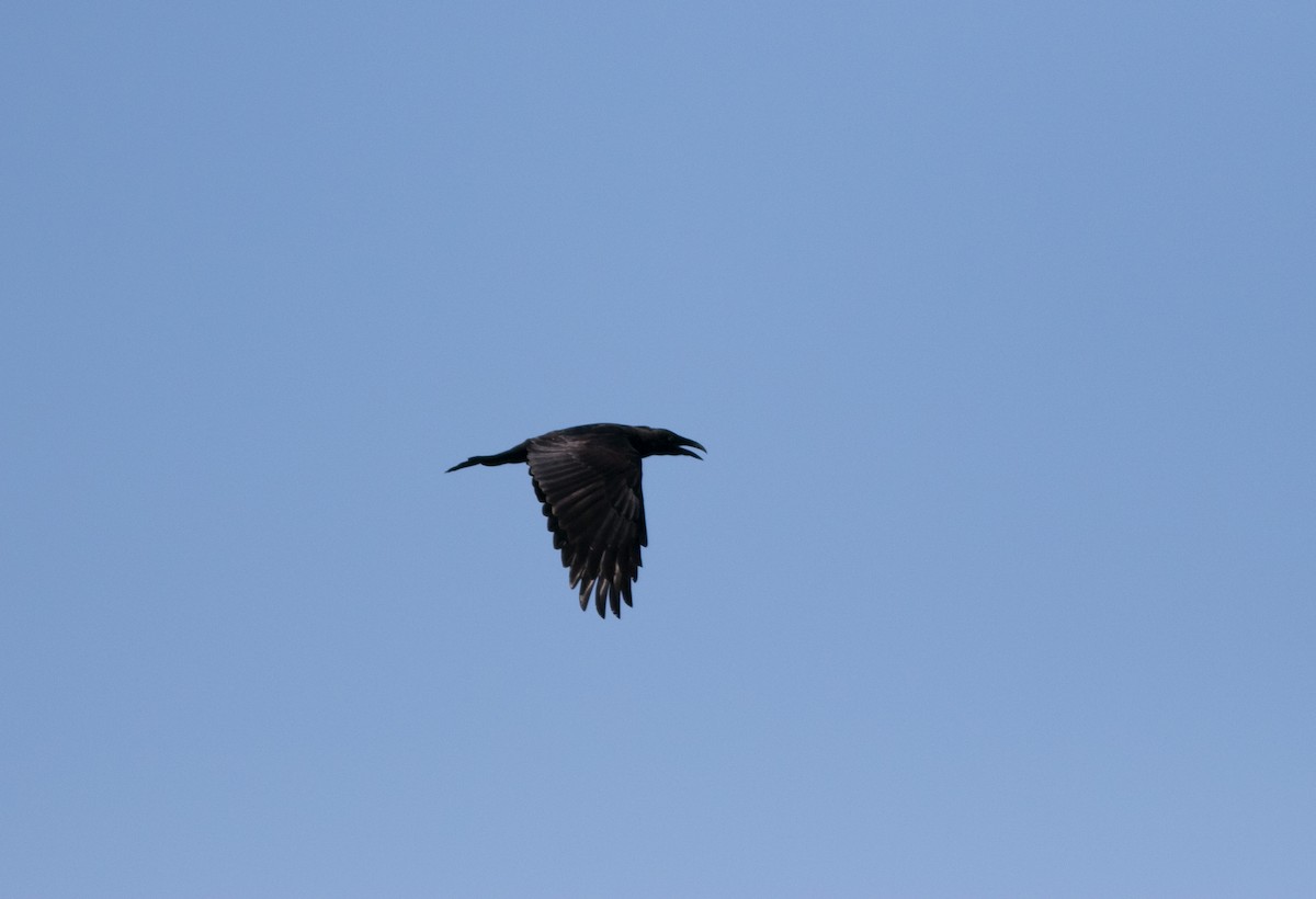 Common Raven - Mike Fialkovich