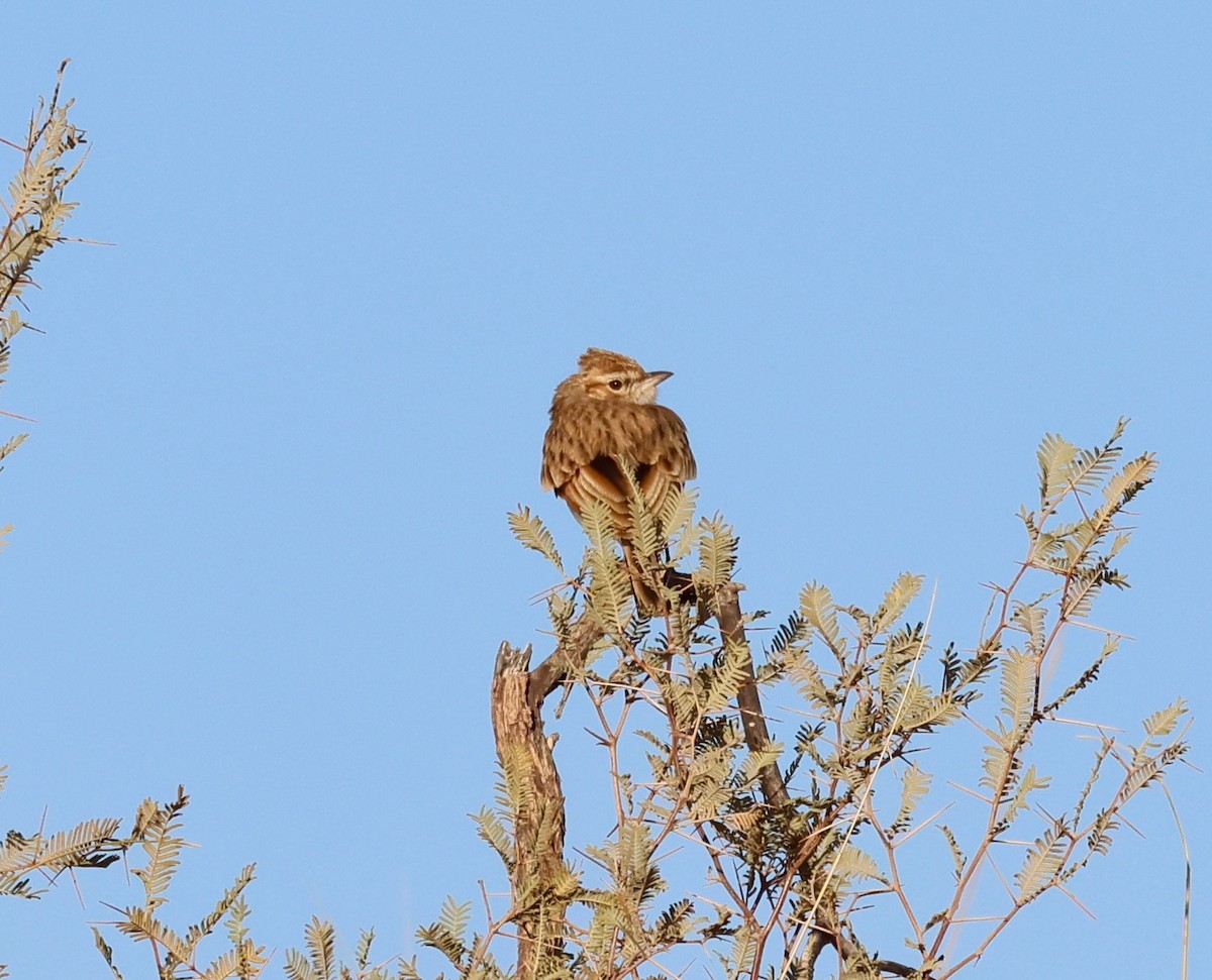 Fawn-colored Lark - ML623257788