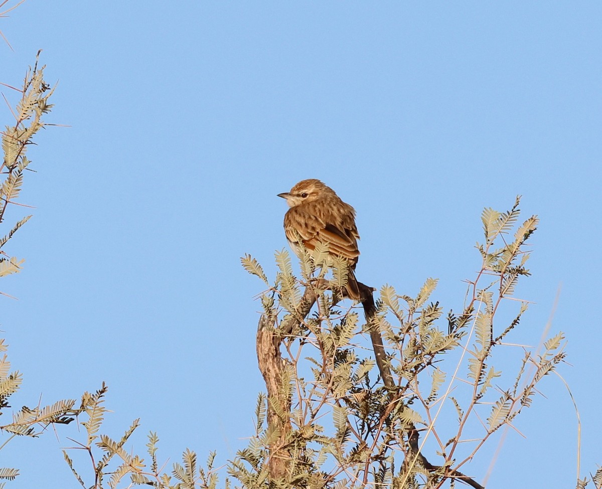 Fawn-colored Lark - ML623257789