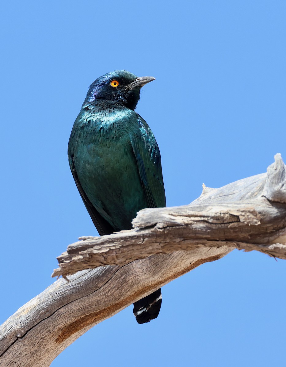 Cape Starling - ML623257797
