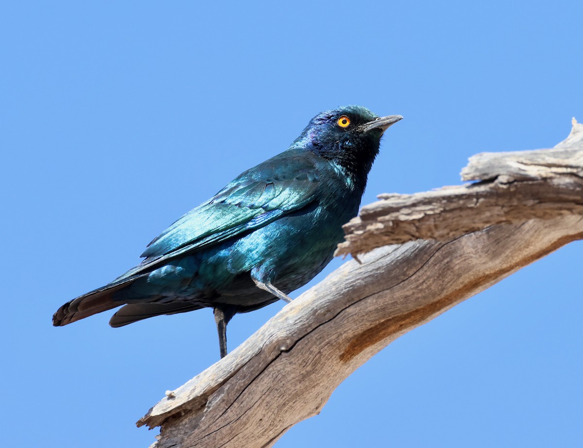 Cape Starling - ML623257798