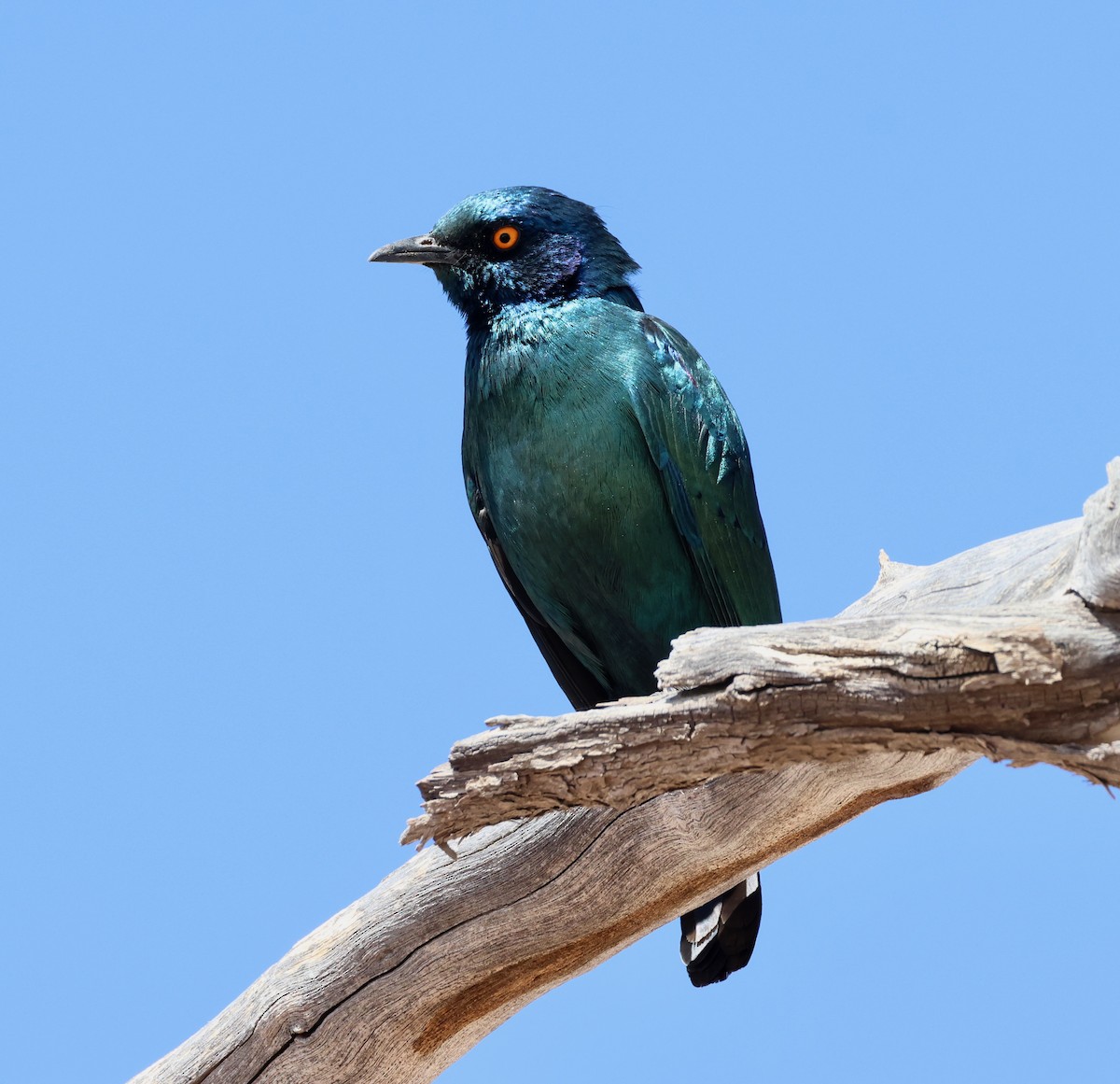 Cape Starling - ML623257799