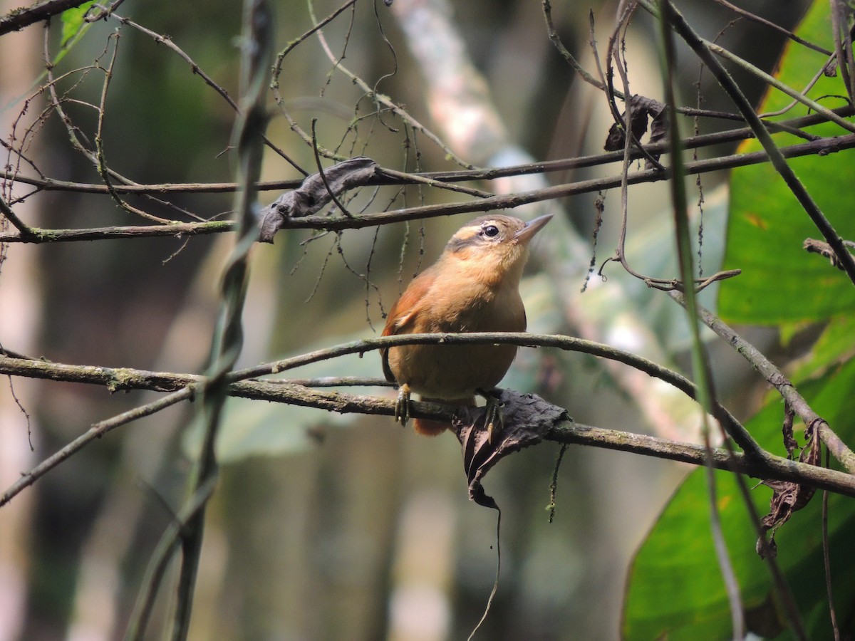 Ochre-breasted Foliage-gleaner - Aline Antunes