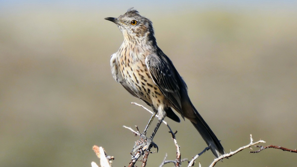 Sage Thrasher - ML623257809