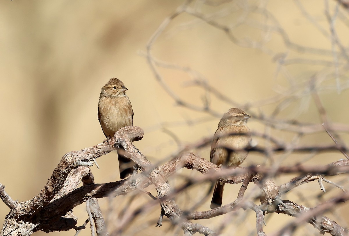 Lark-like Bunting - ML623257824