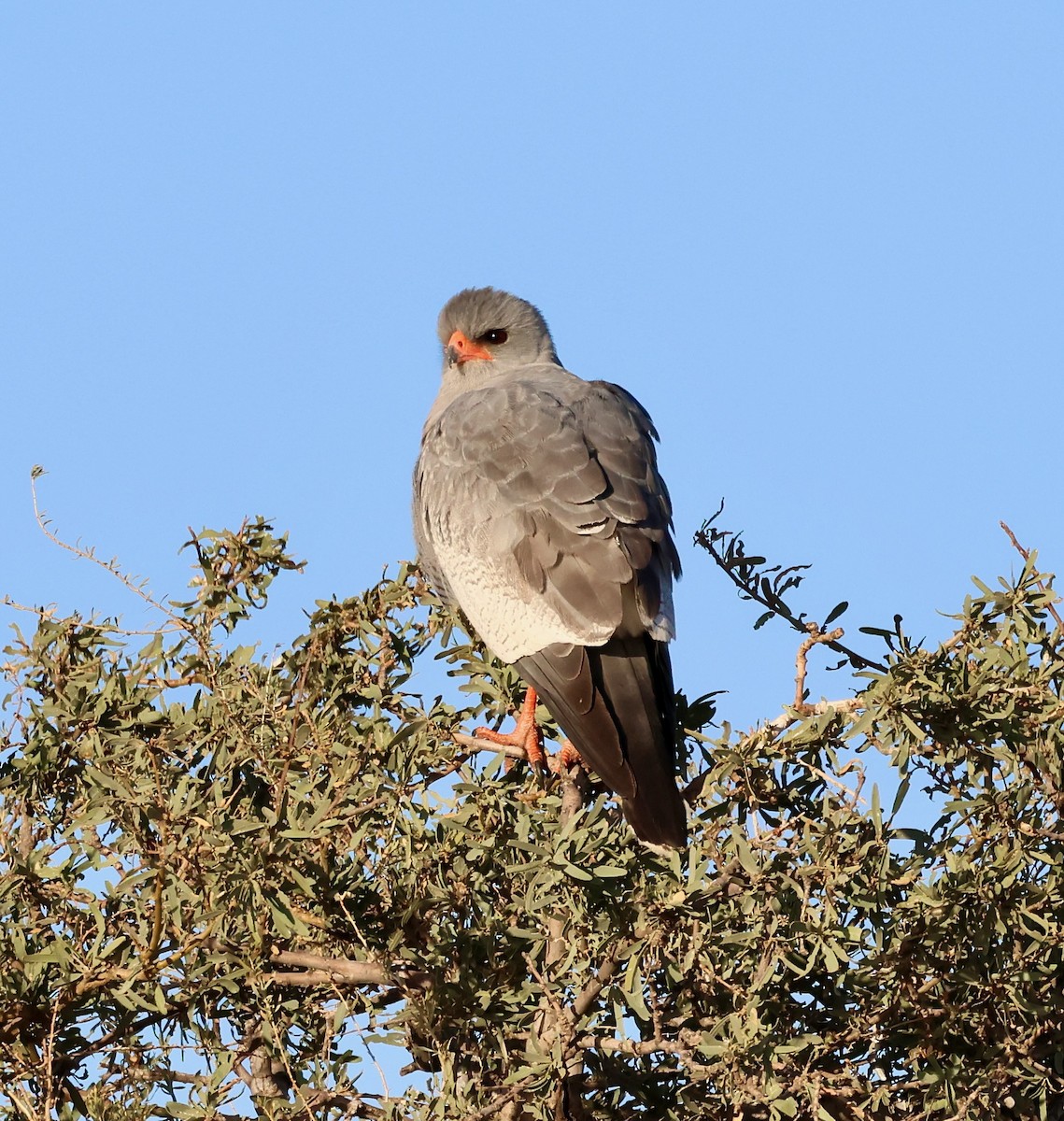 Pale Chanting-Goshawk - ML623257835