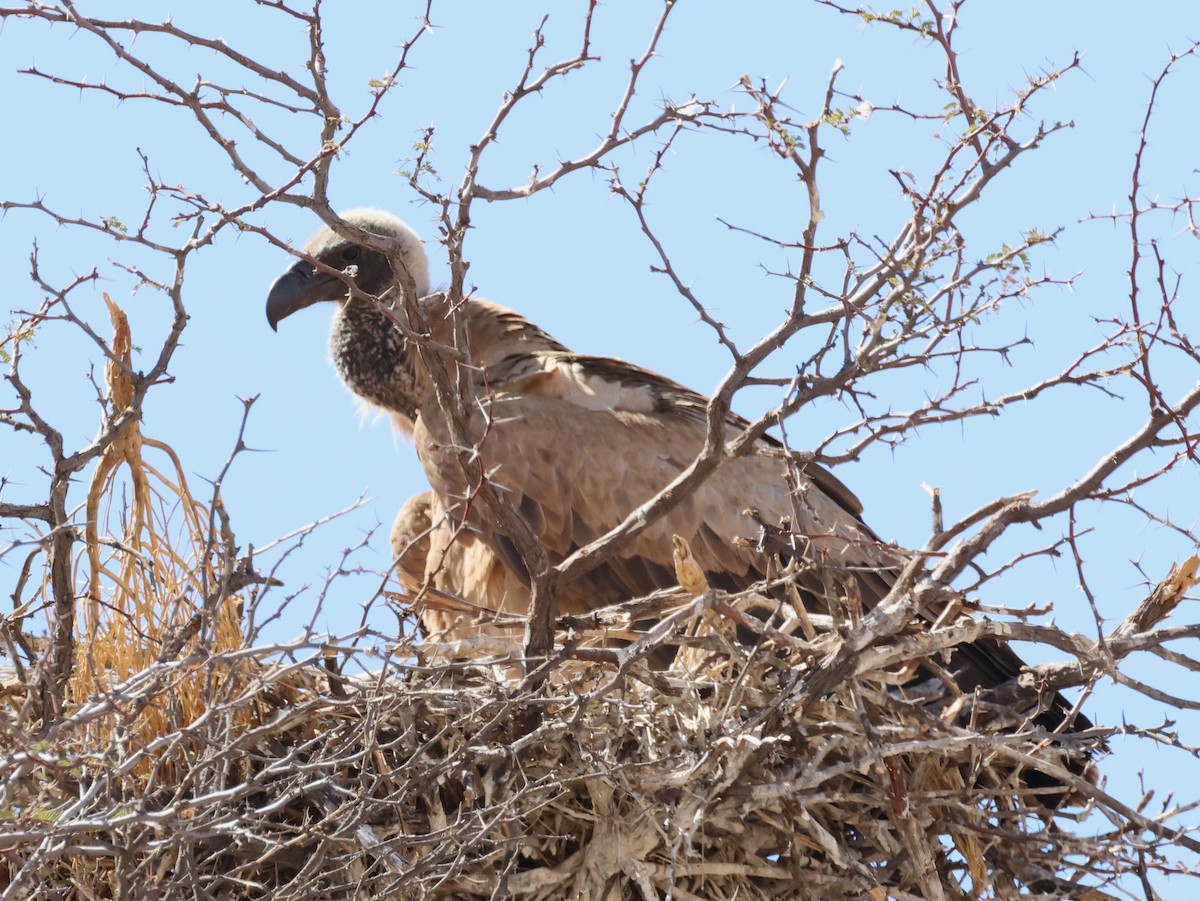 White-backed Vulture - ML623257840
