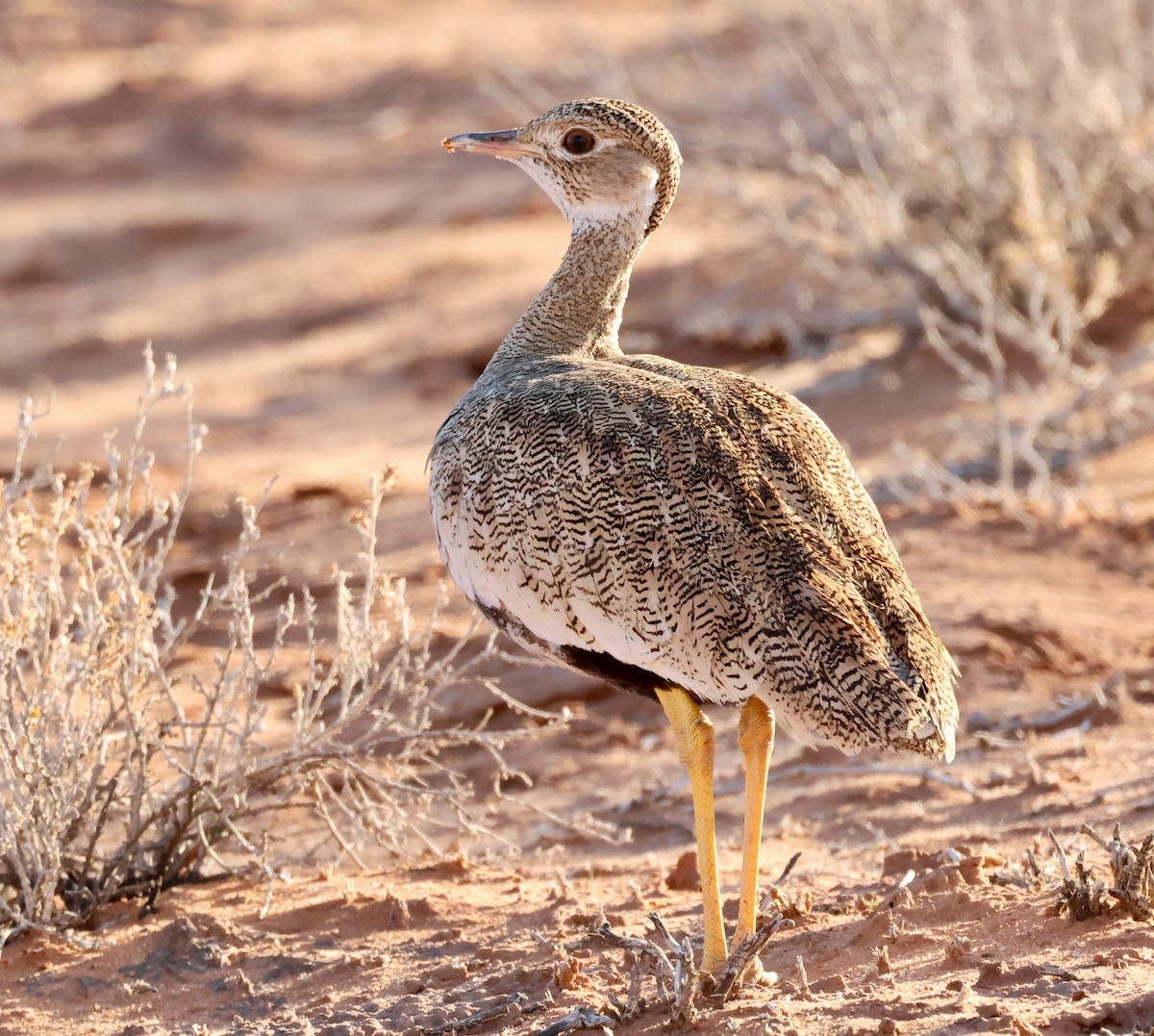 White-quilled Bustard - ML623257843