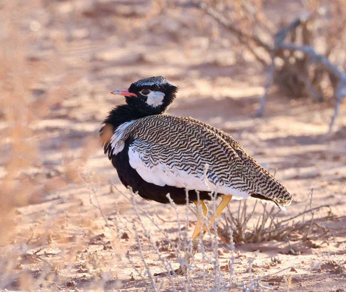 White-quilled Bustard - ML623257844