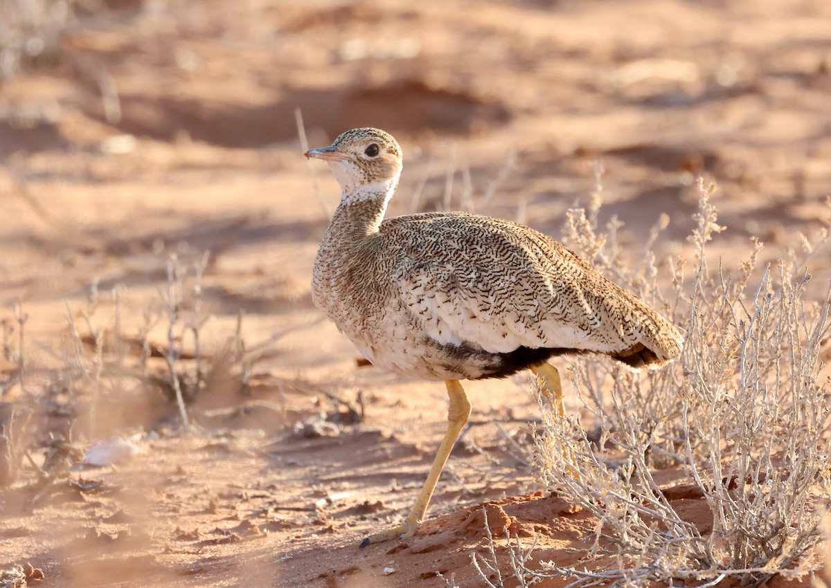 White-quilled Bustard - ML623257845