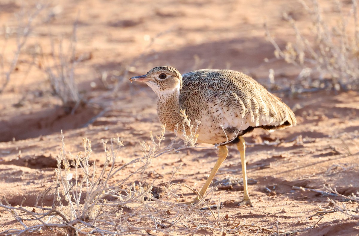 White-quilled Bustard - ML623257846