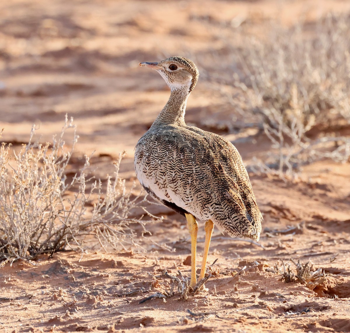 White-quilled Bustard - ML623257847