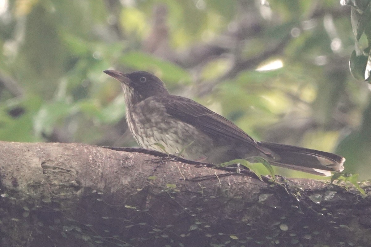 Pearly-eyed Thrasher - ML623257863