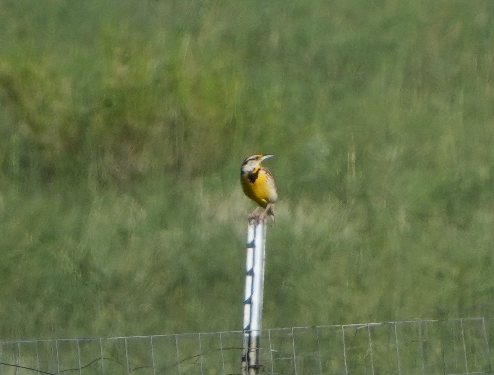 Chihuahuan Meadowlark - ML623257989