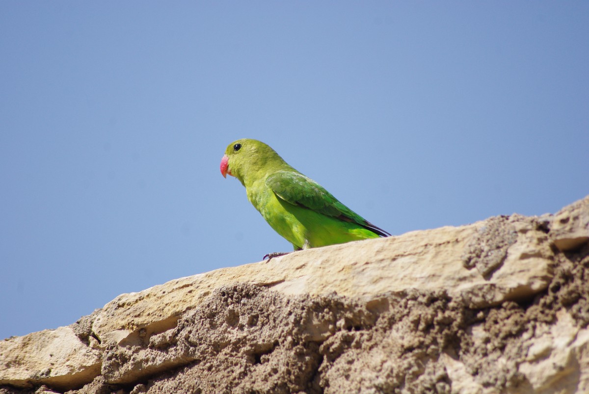 Black-winged Lovebird - ML623258076