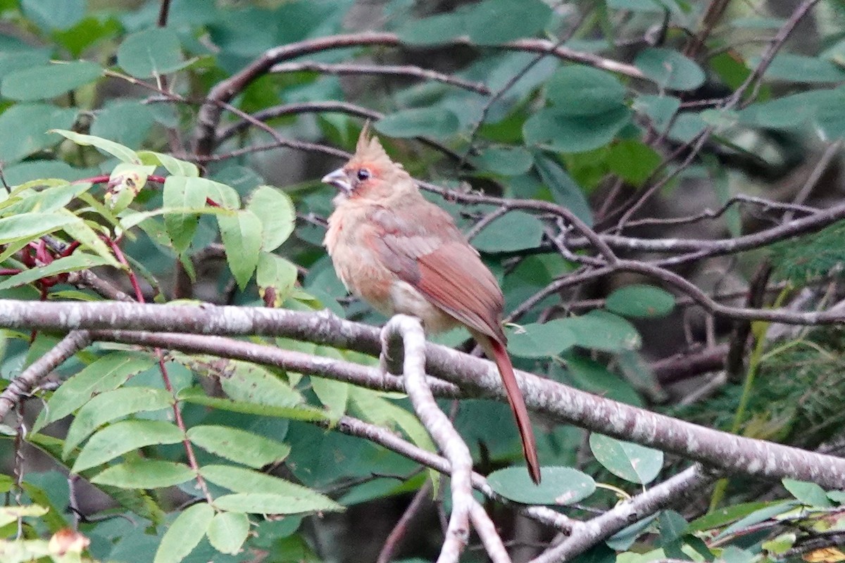 Cardinal rouge - ML623258102