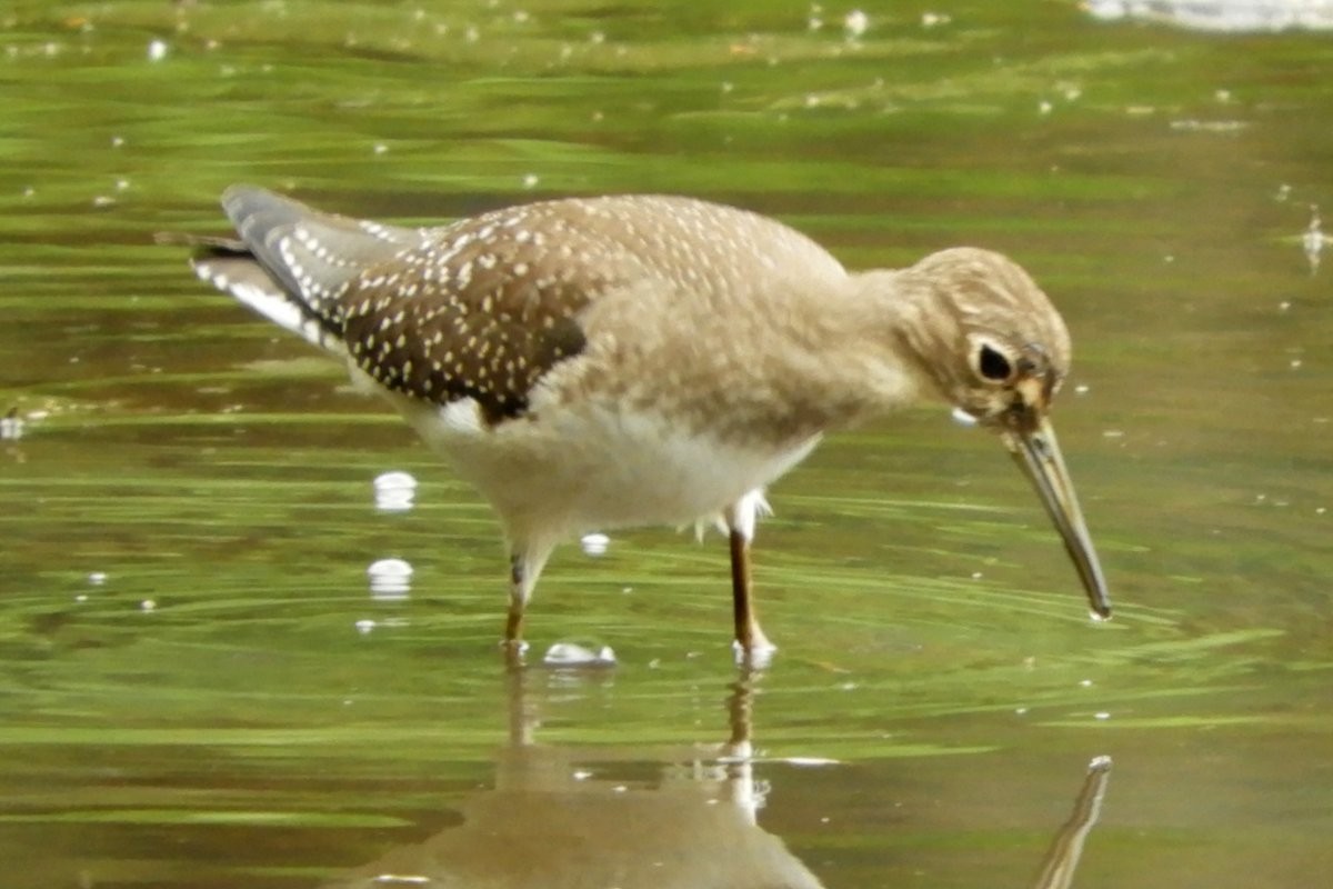 eremittsnipe - ML623258176