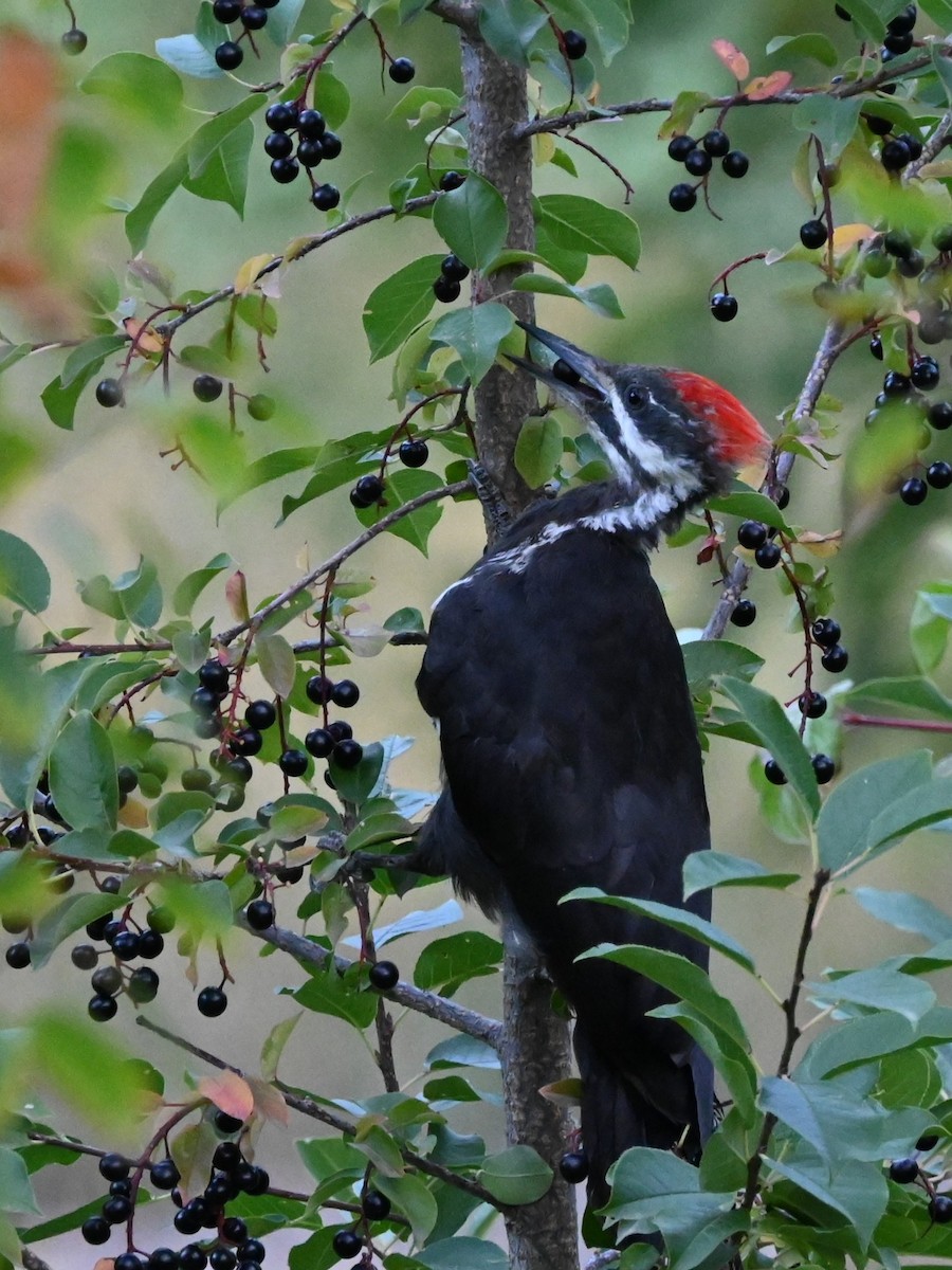 Pileated Woodpecker - ML623258293