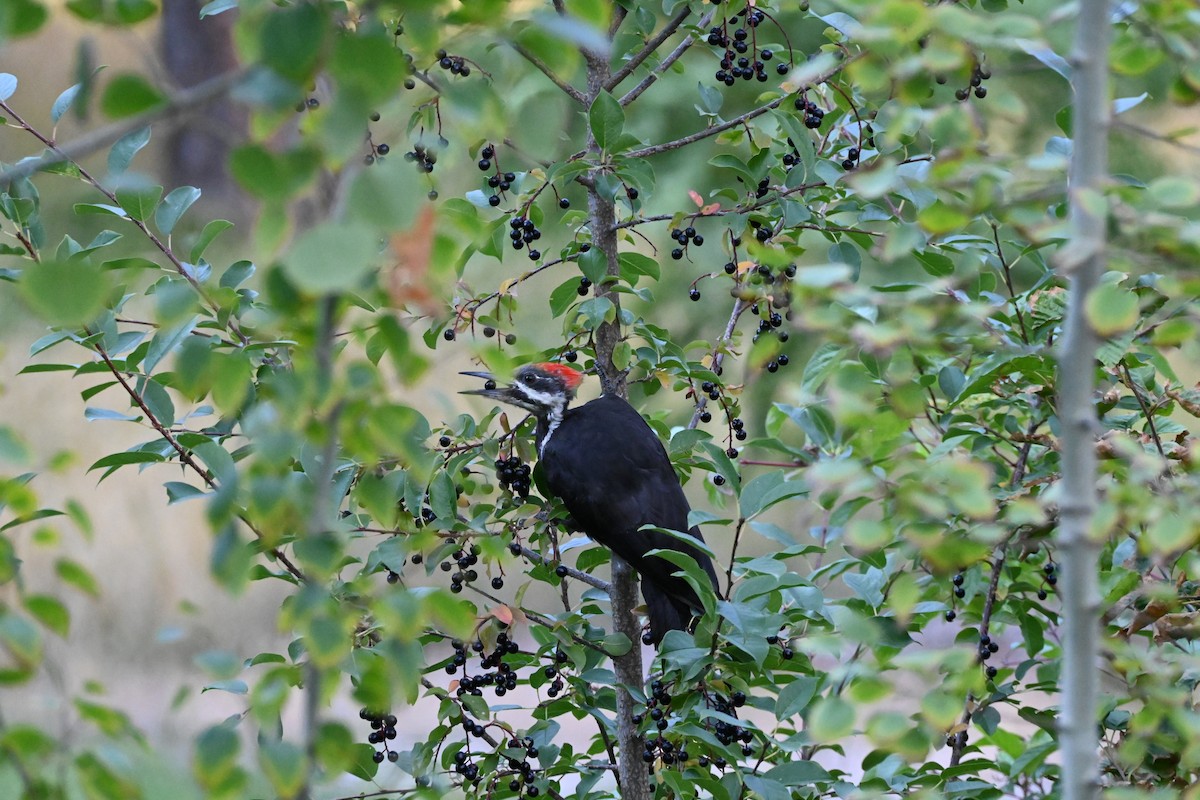 Pileated Woodpecker - ML623258294