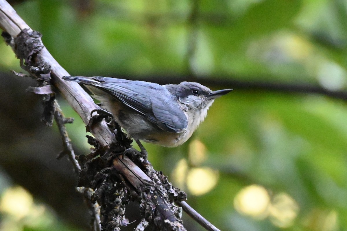 Pygmy Nuthatch - Steve Scordino