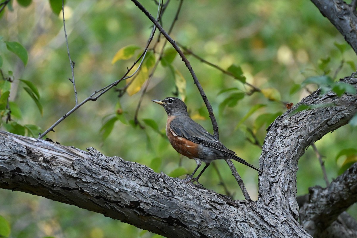 American Robin - ML623258345