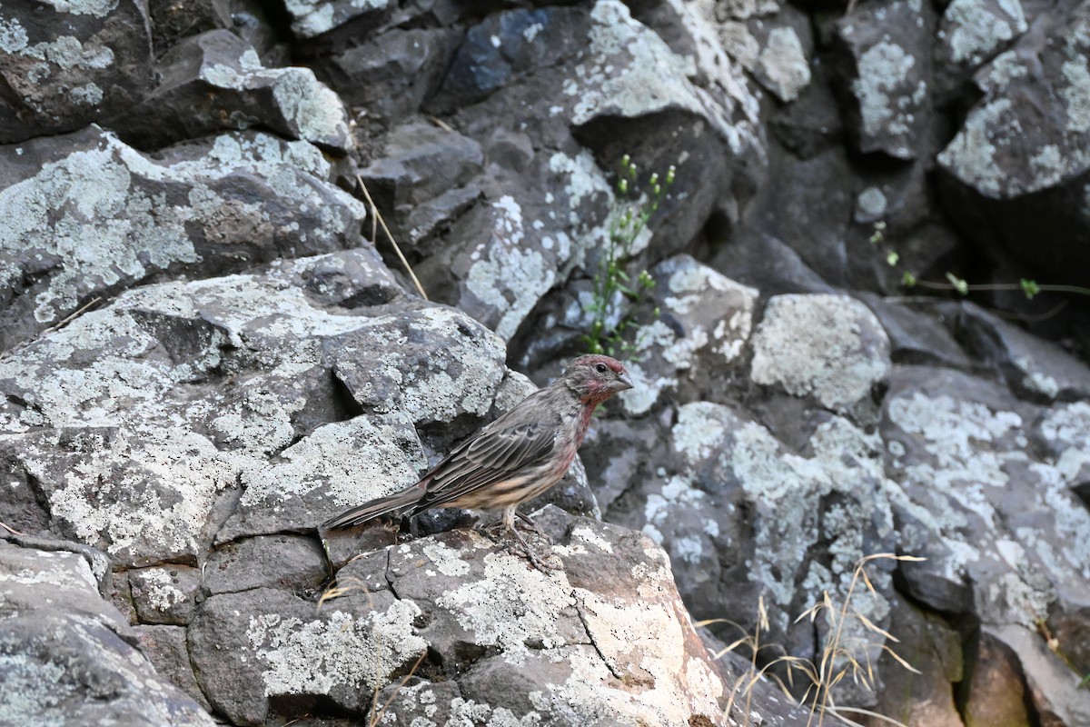 House Finch - ML623258353