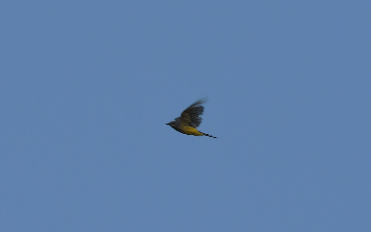 yellow-bellied kingbird sp. - ML623258384